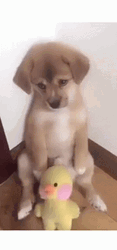 Pitiful Dog With Stuffed Toy GIF
