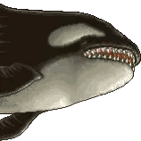 Pixel Art Killer Whale With Large Mouth Sticker