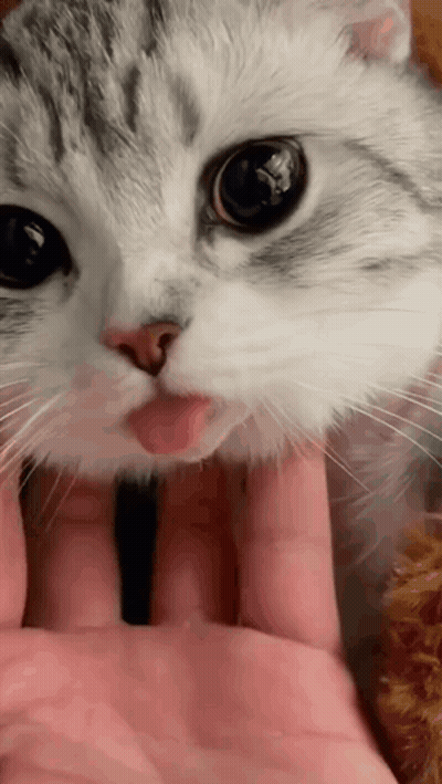 Pixelated Cat Eating Yellow Object Sticker