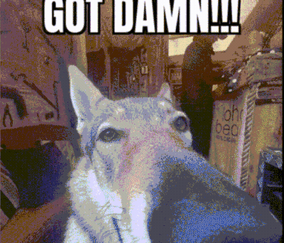 Pixelated Dog Saying Got Damn GIF