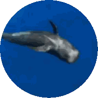 Pixelated Dolphin In Ocean Sticker