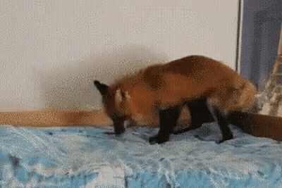 Pixelated Fox Crawling On Bed GIF
