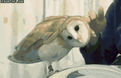 Pixelated Owl Held By Person GIF