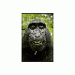 Pixelated Spinning Monkey Smirk GIF