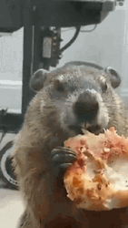 Pizza Groundhog  GIF