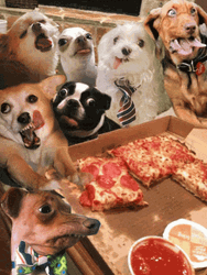 Pizza Time Dogs And A Cat GIF