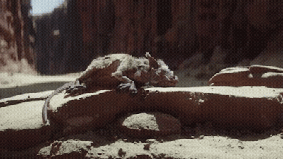 Plane Flying Over Desert Canyon GIF