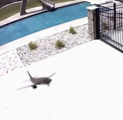 Plane Flying Over Pool And Fence GIF
