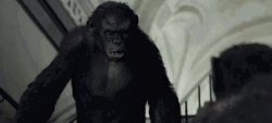 Planet Of The Apes GIF