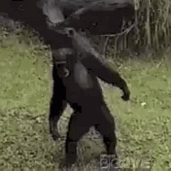 Planet Of The Apes GIF