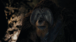 Planet Of The Apes Nova And Maurice GIF