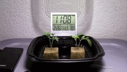 Plant Cool Time Lapse Evolution  GIF