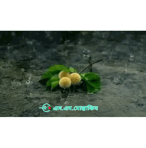 Plant In Rain With Watermark Sticker