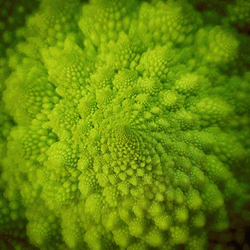 Plant Pattern Fractal GIF
