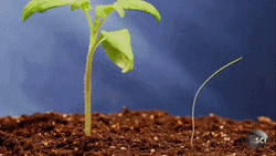 Plant Photosynthesis Grow