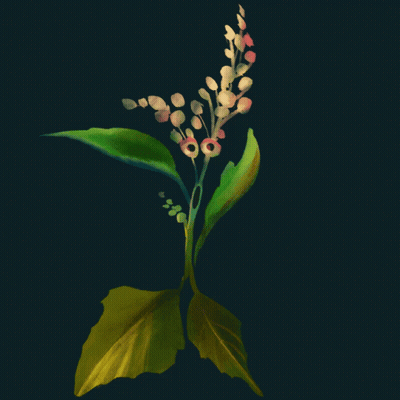 Plant With Green Leaves And Flowers On Dark Background GIF