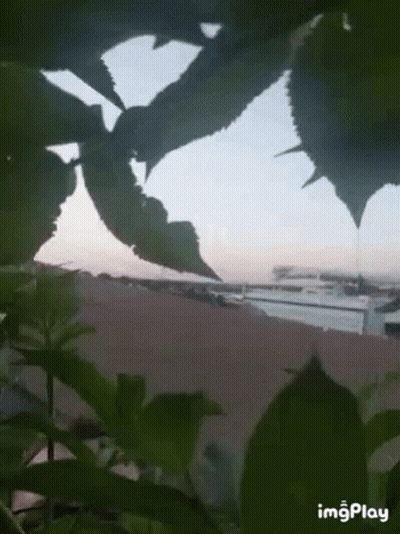 Plant With Imgplay GIF