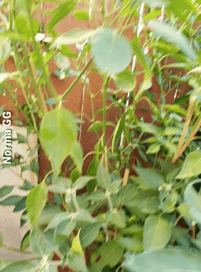 Plant With Norma Gg GIF