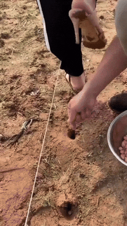 Planting Farming Seeds GIF