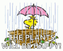 Plants Will Be Happy In This Rainy Monday GIF