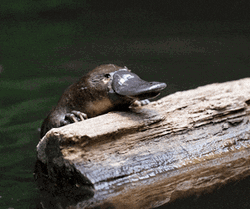 Platy Project Help Platypus GIF