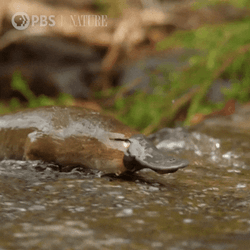 Platypus Crossing A Stream GIF
