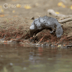 Platypus Fell On River GIF