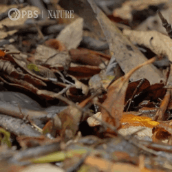 Platypus Hiding In Leaves GIF