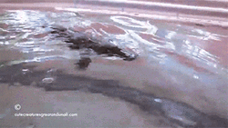 Platypus Holding On Human's Arm GIF