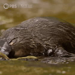 Platypus Hunting For Food GIF
