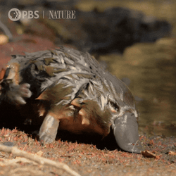Platypus Scratching Belly GIF