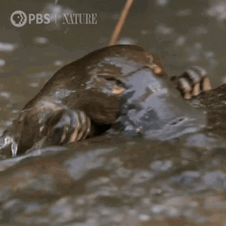 Platypus Struggling To Climb GIF