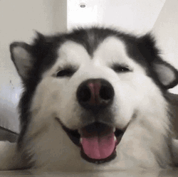 Playful Alaskan Malamute Cute Dog Smile  GIF