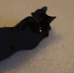 Playful Black Cat Running GIF