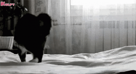 Playful Cat Jumping GIF