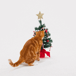 Playful Cat Merry Christmas GIF