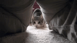 Playful Cat Running GIF