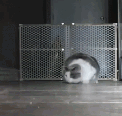 Playful Cat Running GIF