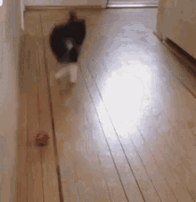 Playful Cat Toy Bounce