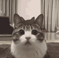Playful Cute Cats Home   GIF