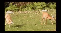 Playful Deer Grazing GIF