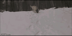 Playful Dogs Sliding Skiing GIF