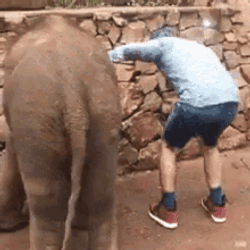 Playful Elephant Kicks Human GIF