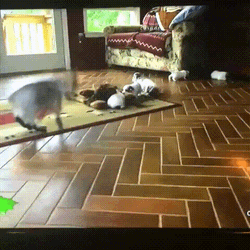 Playful Funny Goat And Dogs GIF