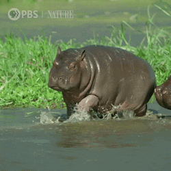 Playful Hungry Baby Hippo Running GIF