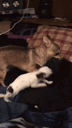 Playful Puppies Petty Fight GIF