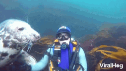 Playful Seal Northumberland Diving GIF