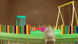 Playground Cute Hamster Playing GIF