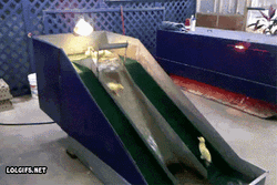 Playground Ducks Sliding GIF