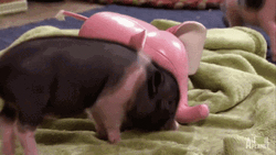  Playing And Squeal Like A Pig GIF